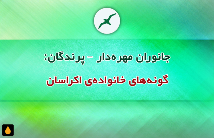 جانوران مهره‌دار - پرندگان: گونه‌های خانواده‌ی اکراسان