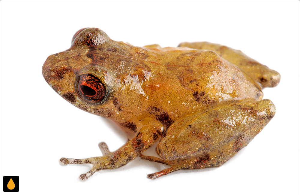 Pristimantis minimus