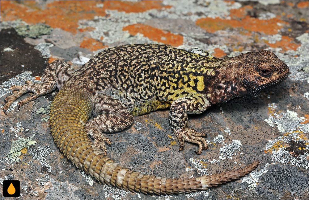 مارمولک کوه بلند