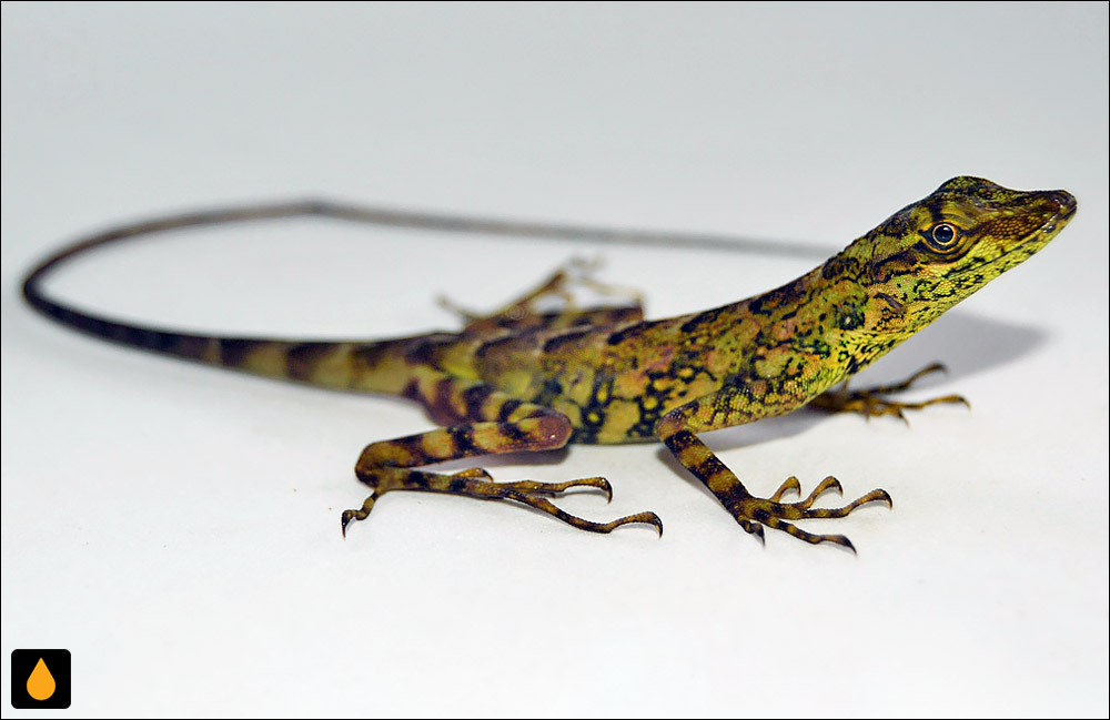 آنول استوایی