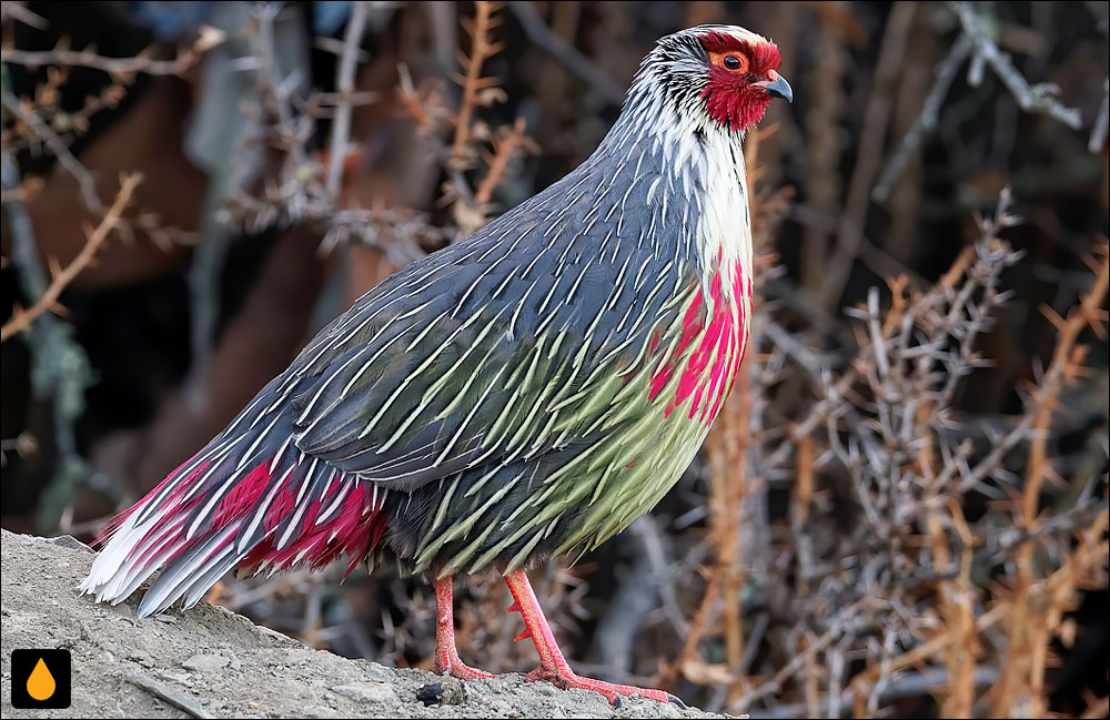 قرقاول خونی (کبک خونی)