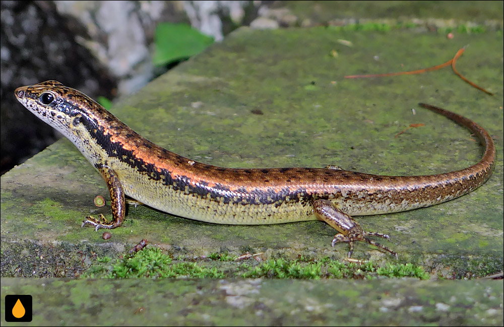 Sphenomorphus incognitus