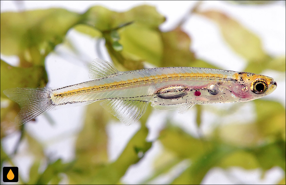 Danionella mirifica
