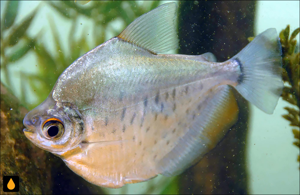 Mylossoma aureum