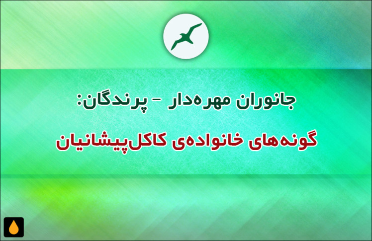 جانوران مهره‌دار - پرندگان: گونه‌های خانواده‌ی کاکل‌پیشانیان