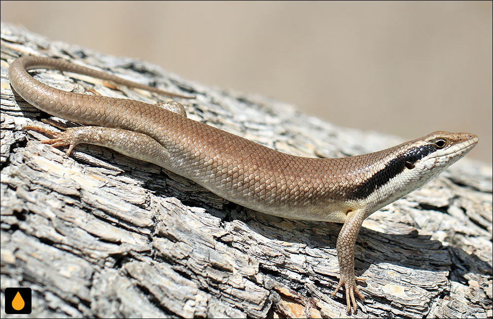 مابویای بوکژ (سقنقور درختی اووامبو)