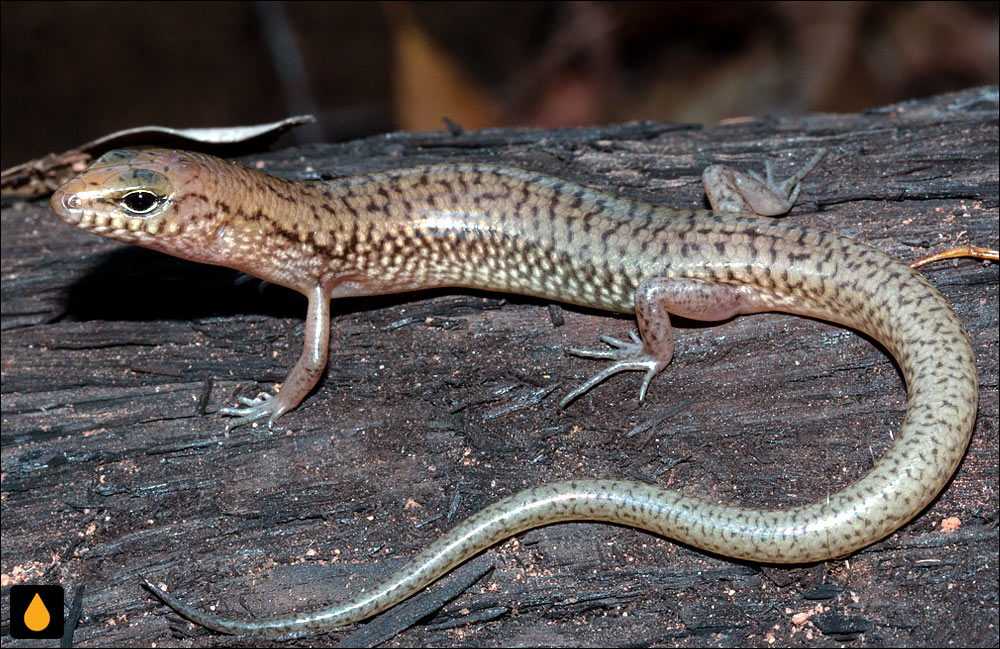 سقنقور لب‌نواری شمالی