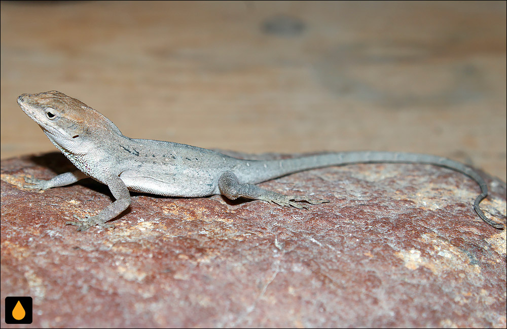 آنول بلوط اوآخاکا (آنول خاکستری)