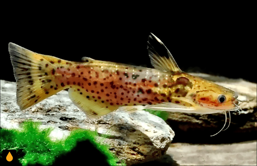 Auchenipterichthys punctatus