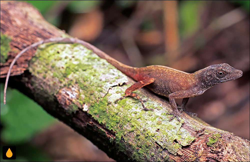 آنول آراسته