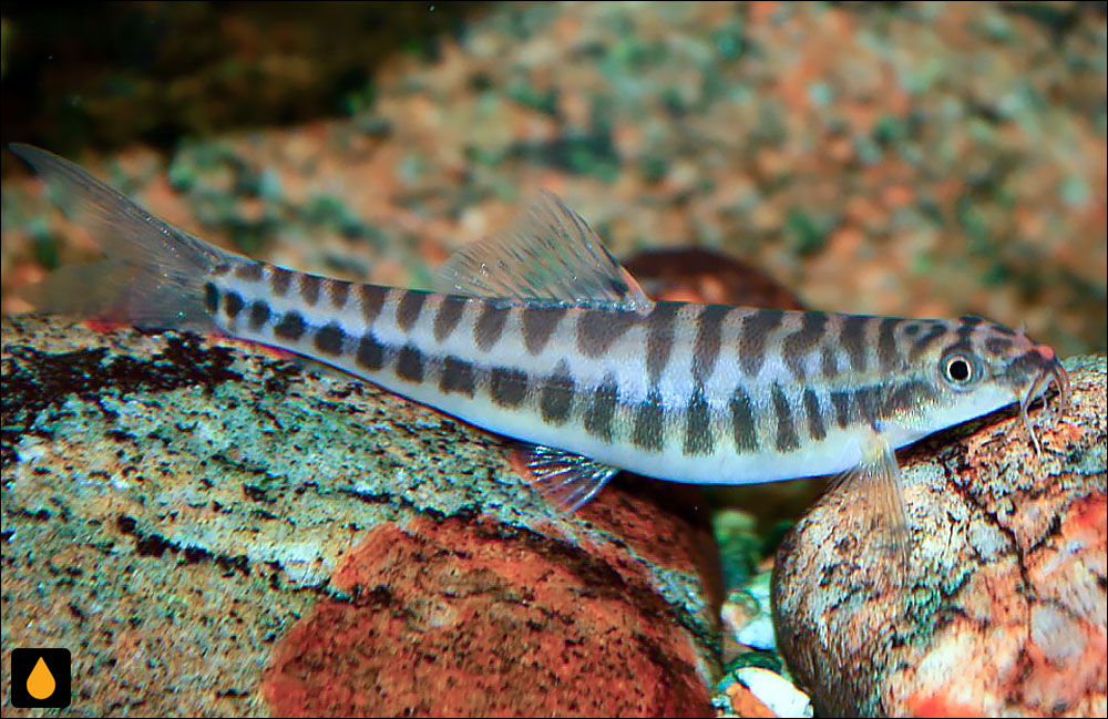 Nemacheilus pallidus