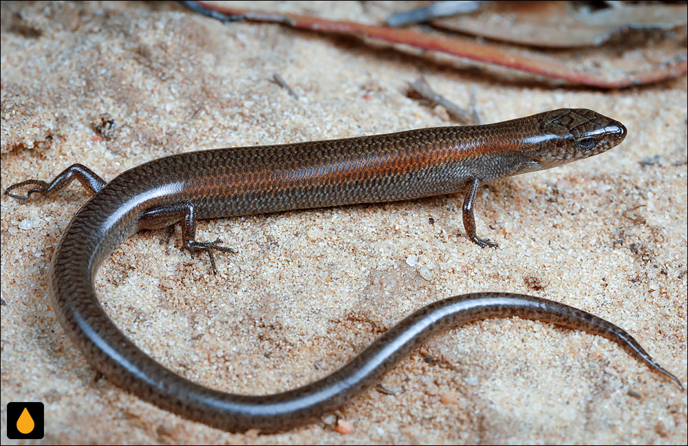 سقنقور بی‌گوش خارعلف