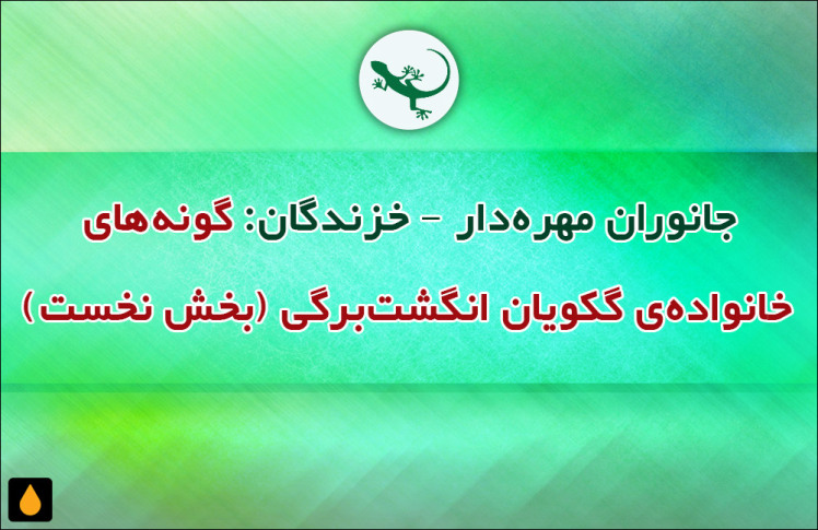 جانوران مهره‌دار - خزندگان: گونه‌های خانواده‌ی گکویان انگشت‌برگی (بخش نخست)