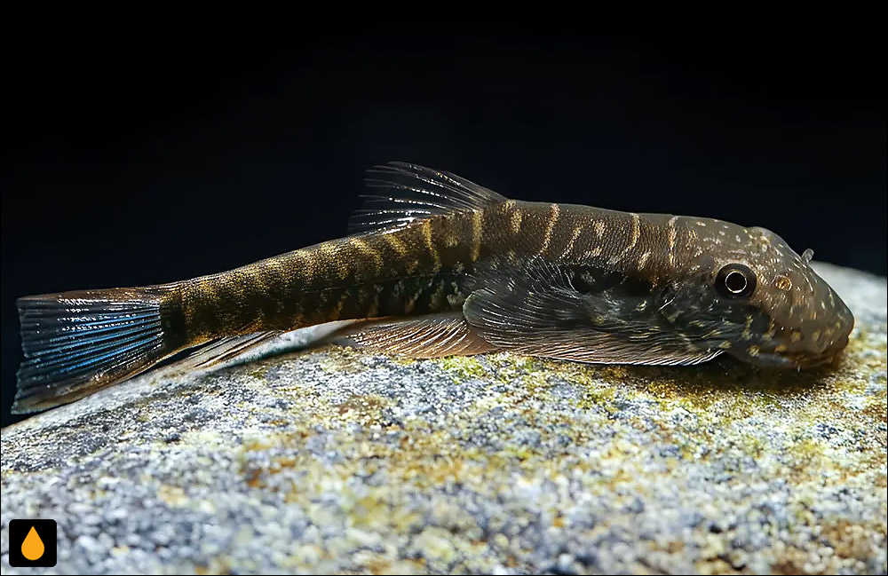 Gastromyzon ocellatus