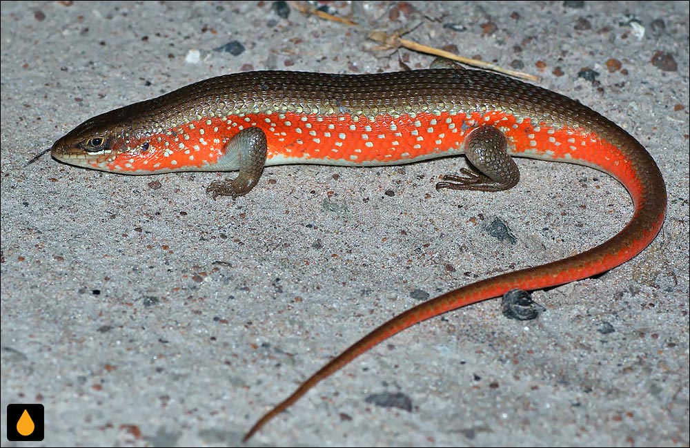 سقنقور پهلوسرخ آفریقایی (مابویای تیتا)