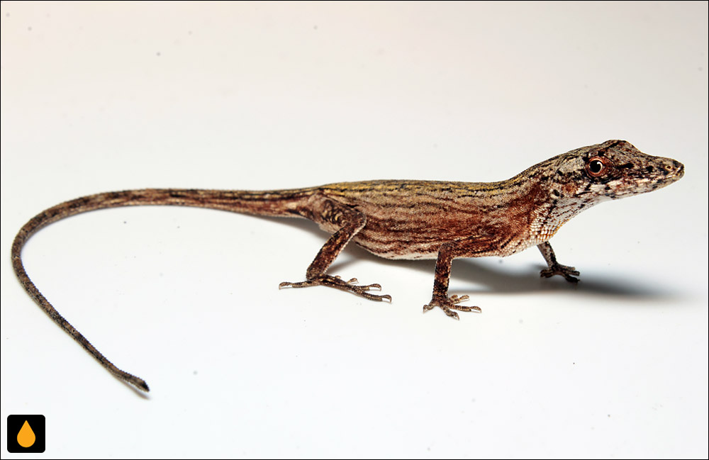 آنول ابریشمی یوکاتان