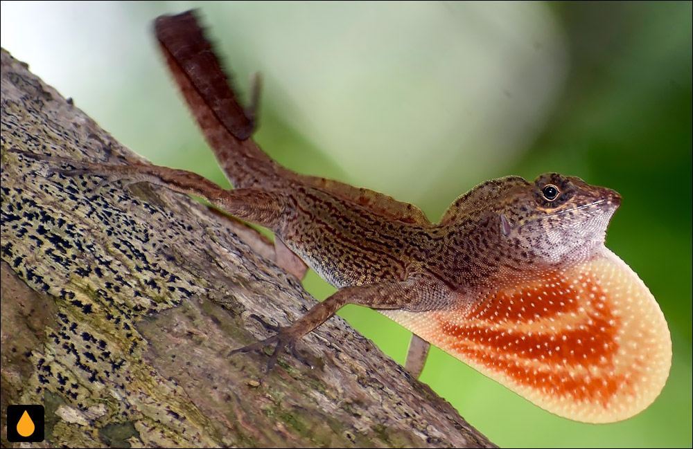 آنول بوییسیتو (آنول پرچمی اسپانیایی)