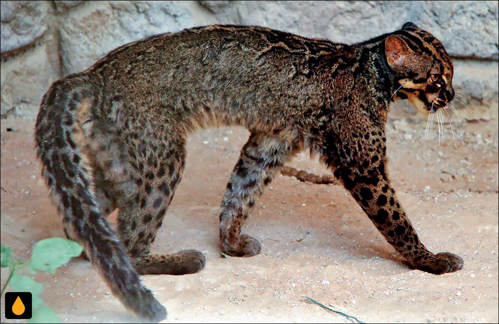 گربه‌ی مرمری (پستانداری از خانواده‌ی گربه‌ایان)