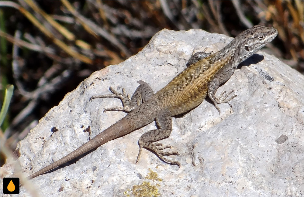 مارمولک هموارگلوی اژدها