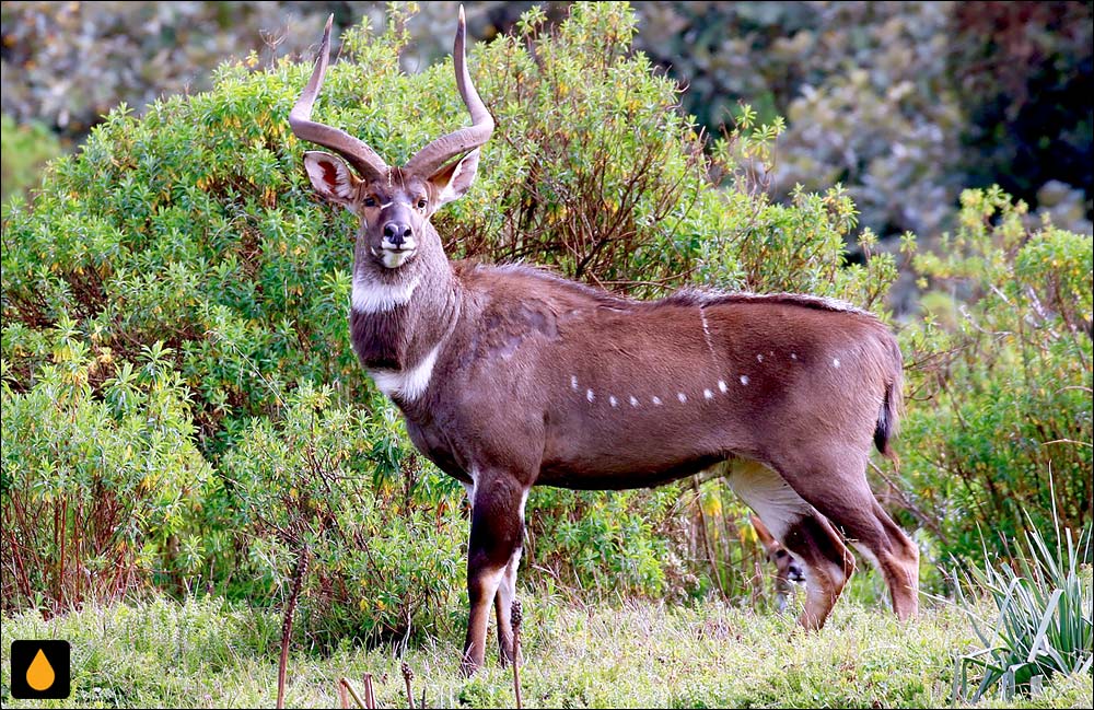 نیالای کوهی