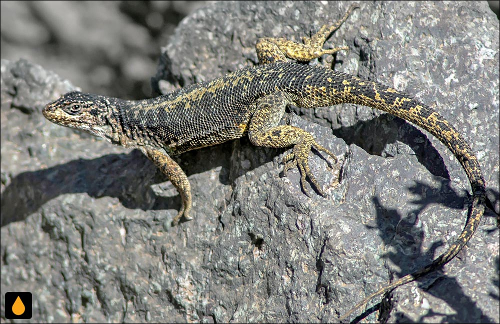 ایگوآنای درختی نونز (مارمولک هموارگلوی رود تنگویریریکا)