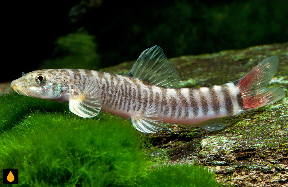 Schistura vinciguerrae