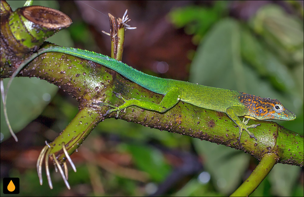آنول گوادلوپ (آنول پلنگی)