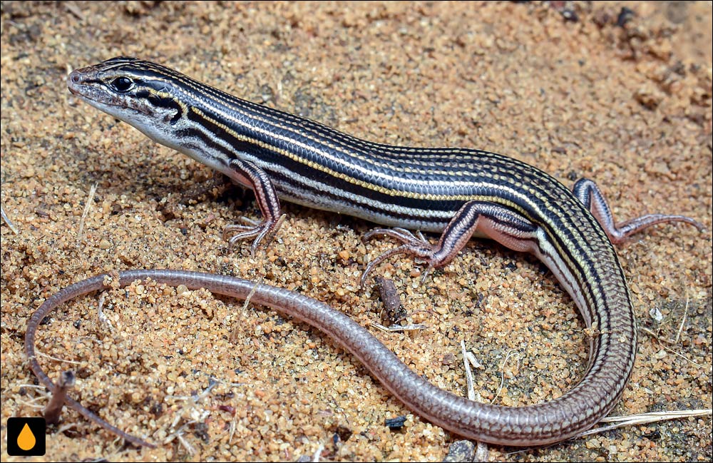 گوش‌شانه‌ای تک‌راه‌راه