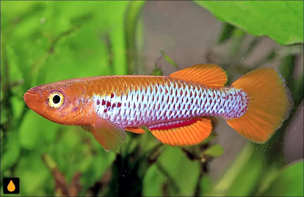 Aphyosemion citrineipinnis