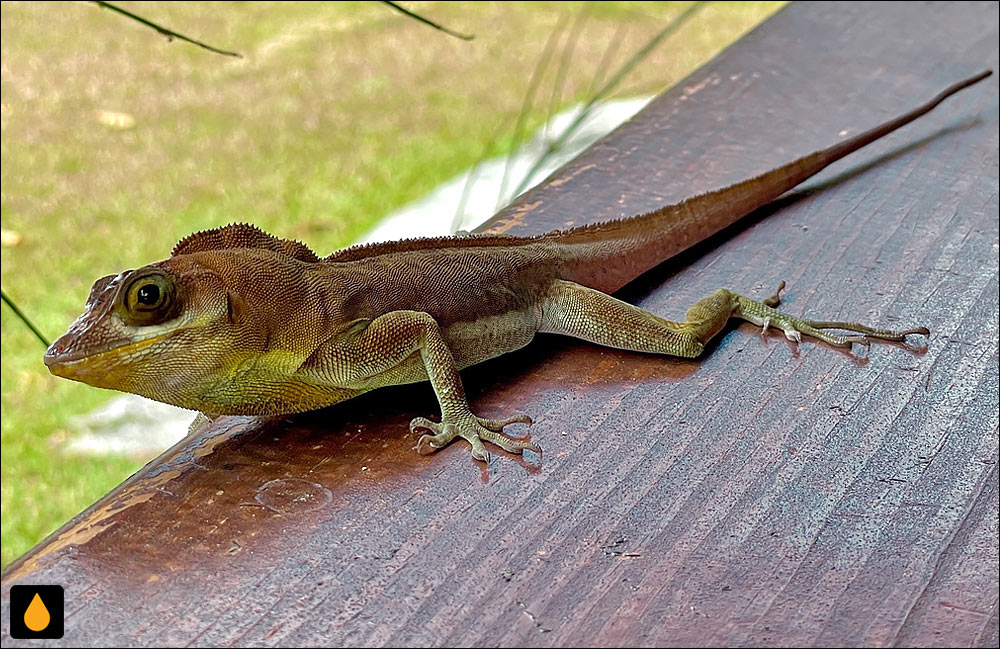 آنول درختی گرنادا