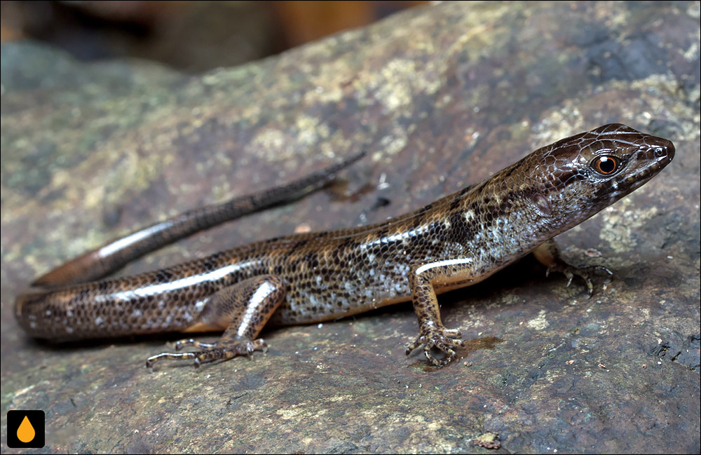 سقنقور تیغه‌دار بکاری (سقنقور آبی بکاری)