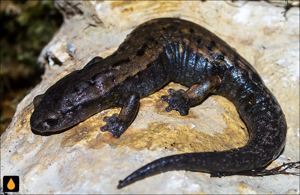 Bolitoglossa psephena