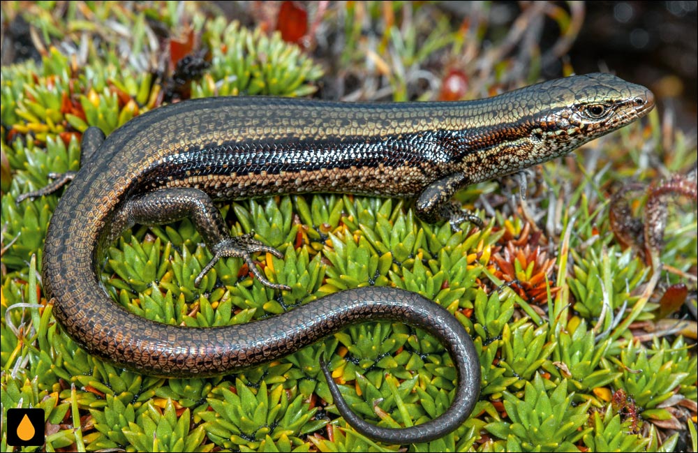 سقنقورسرد خلنگزار