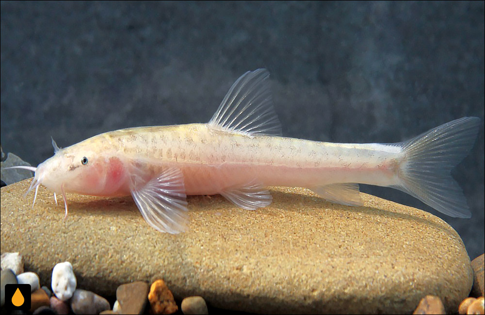 Triplophysa luochengensis