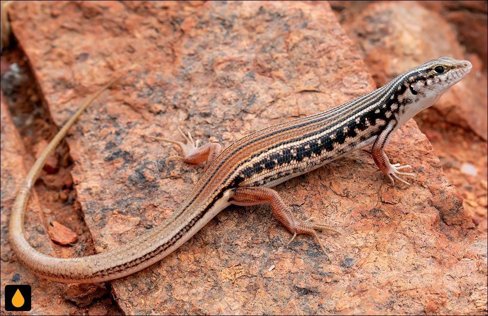 گوش‌شانه‌ای بزرگ‌سنگفرش بیابانی