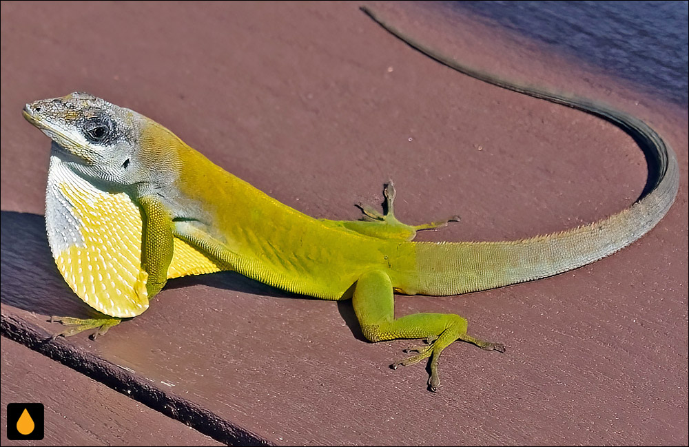 آنول بوتهای سنت وینسنت