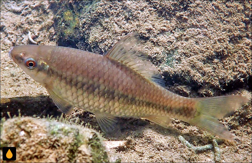 Osteochilus salsburyi