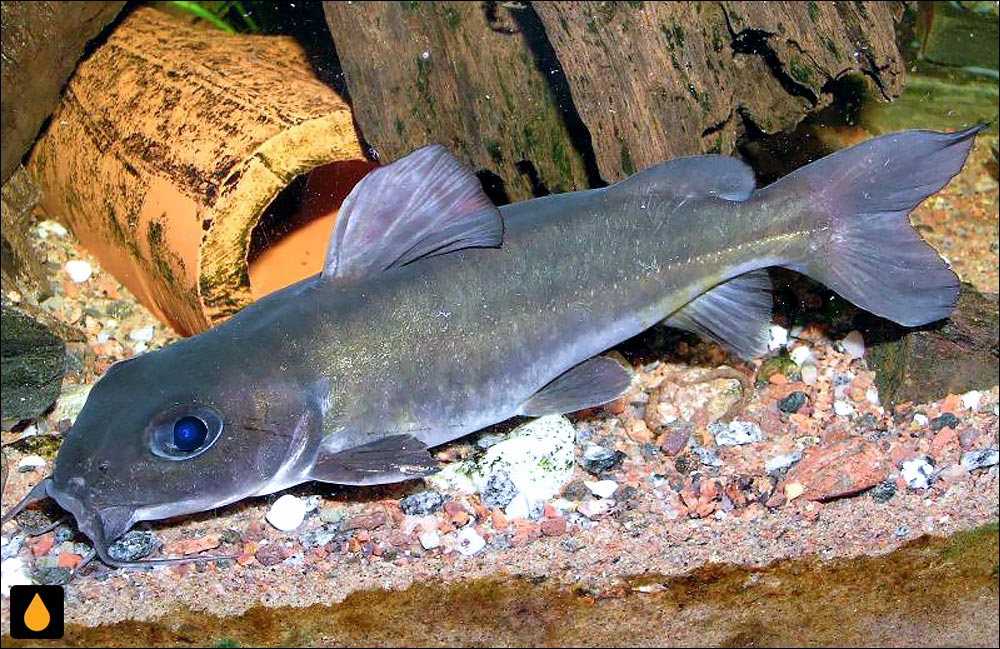 Chrysichthys nigrodigitatus