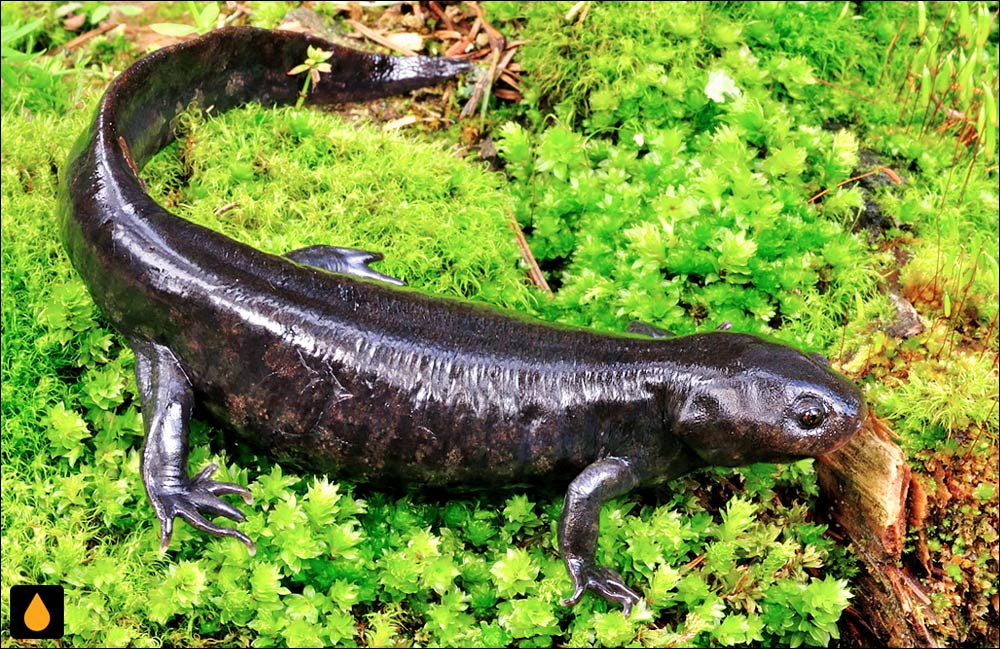 Ambystoma rivulare