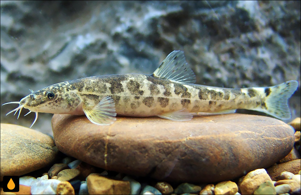 Triplophysa guizhouensis