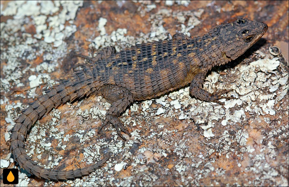 مارمولک کمربنددار رویبرگ