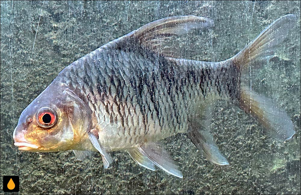 Puntioplites bulu
