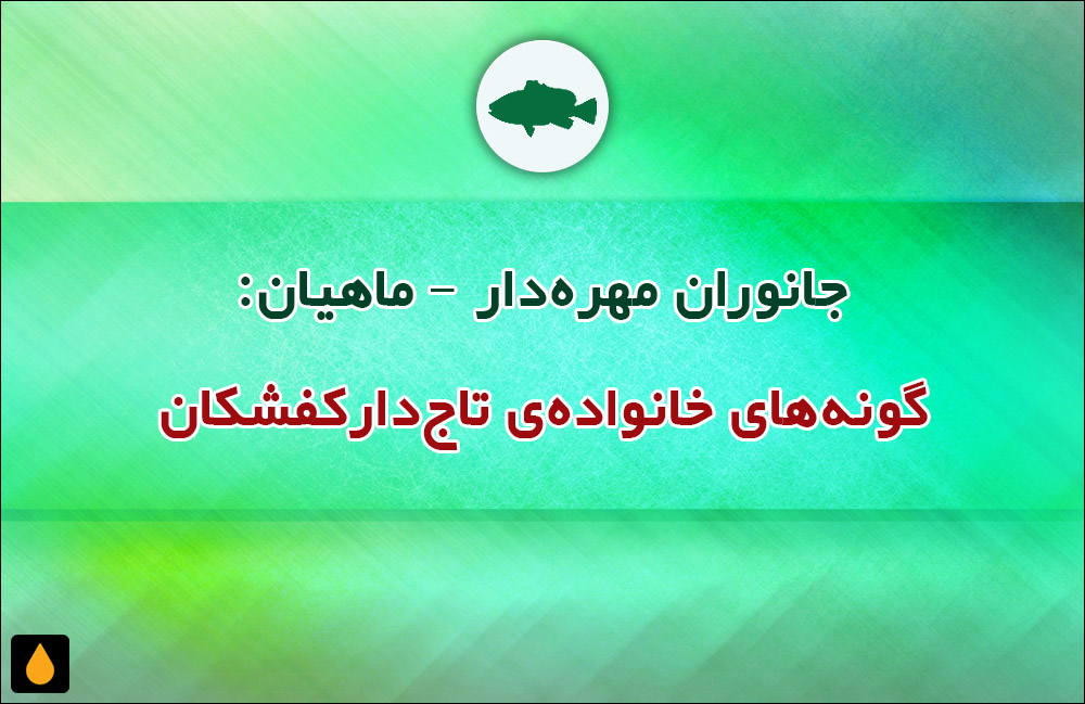 جانوران مهره‌دار - ماهیان: گونه‌های خانواده‌ی تاج‌دارکفشکان