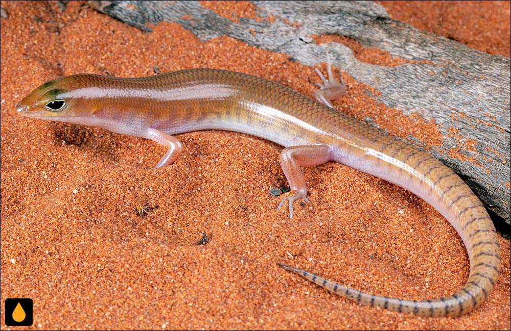 سقنقور شن‌شناور غربی