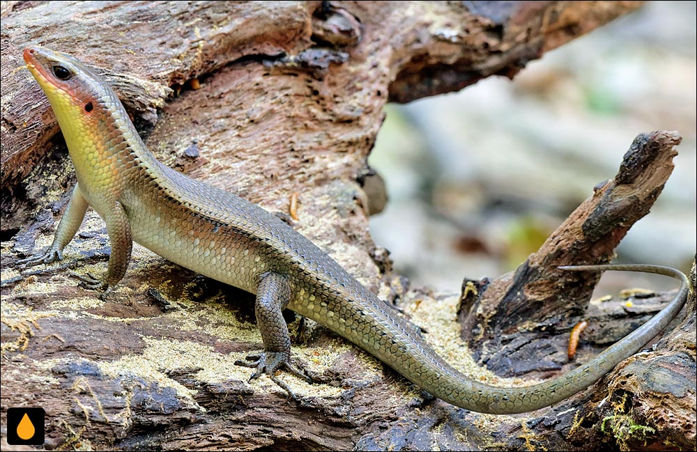 مابویای معمولی (خورشیدسقنقور معمولی)
