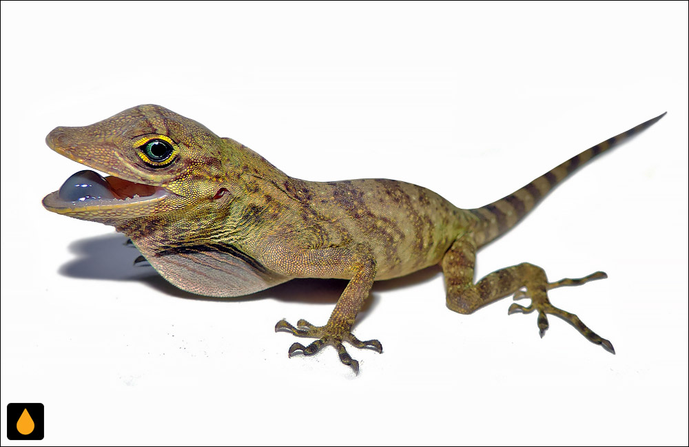 آنول لگام‌دار