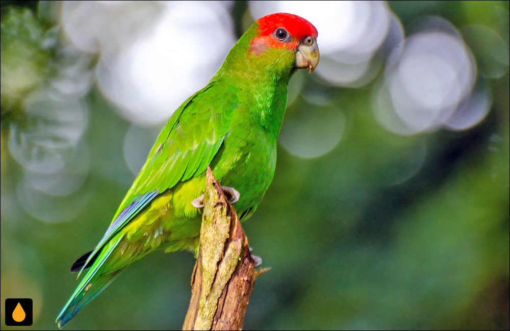 Pileated parrot