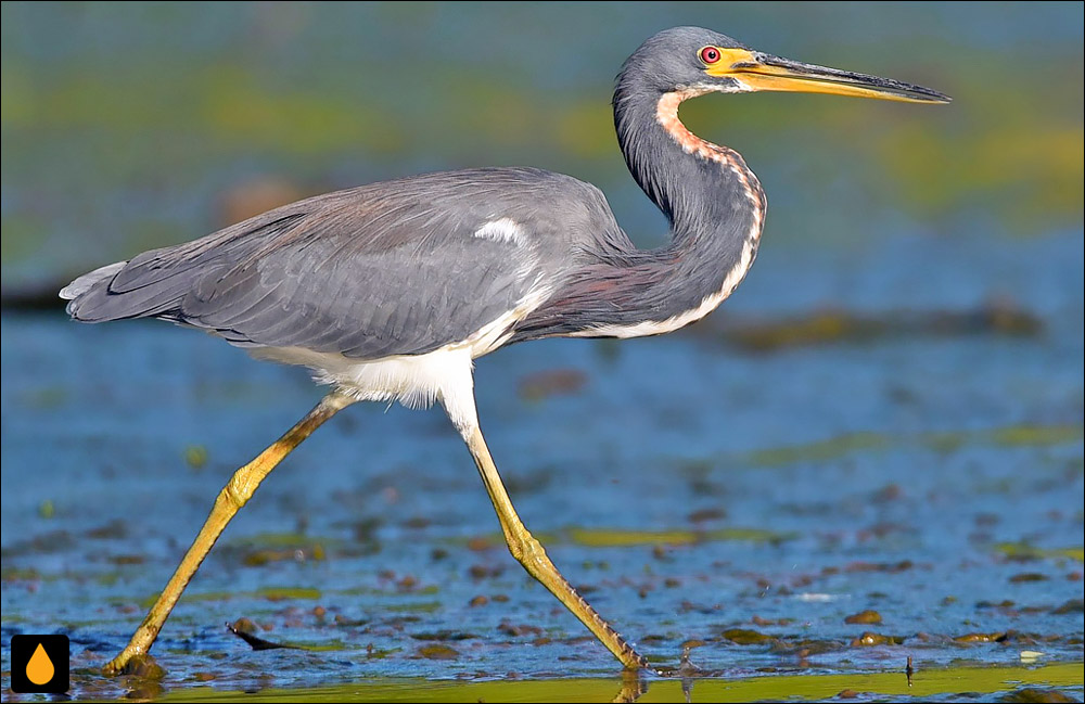 حواصیل سه‌رنگ