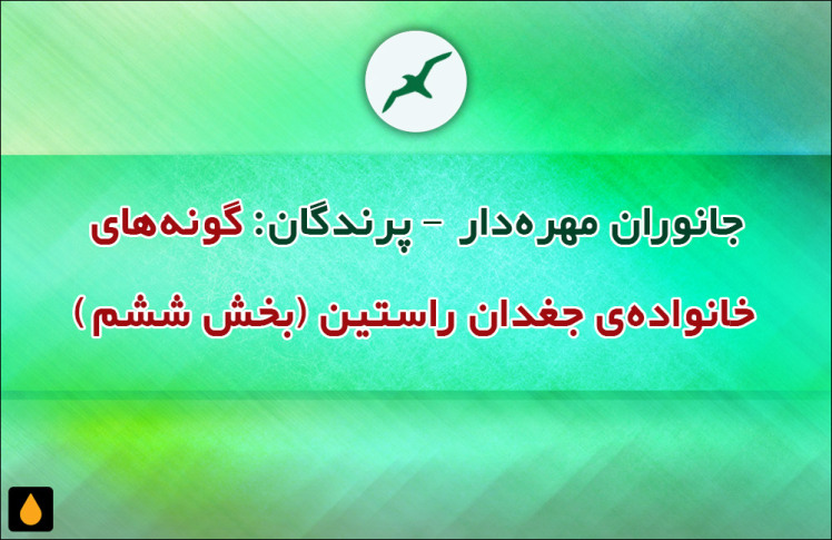 جانوران مهره‌دار - پرندگان: گونه‌های خانواده‌ی جغدان راستین (بخش ششم)