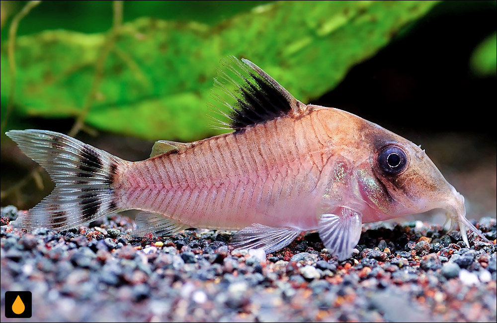 Corydoras condiscipulus